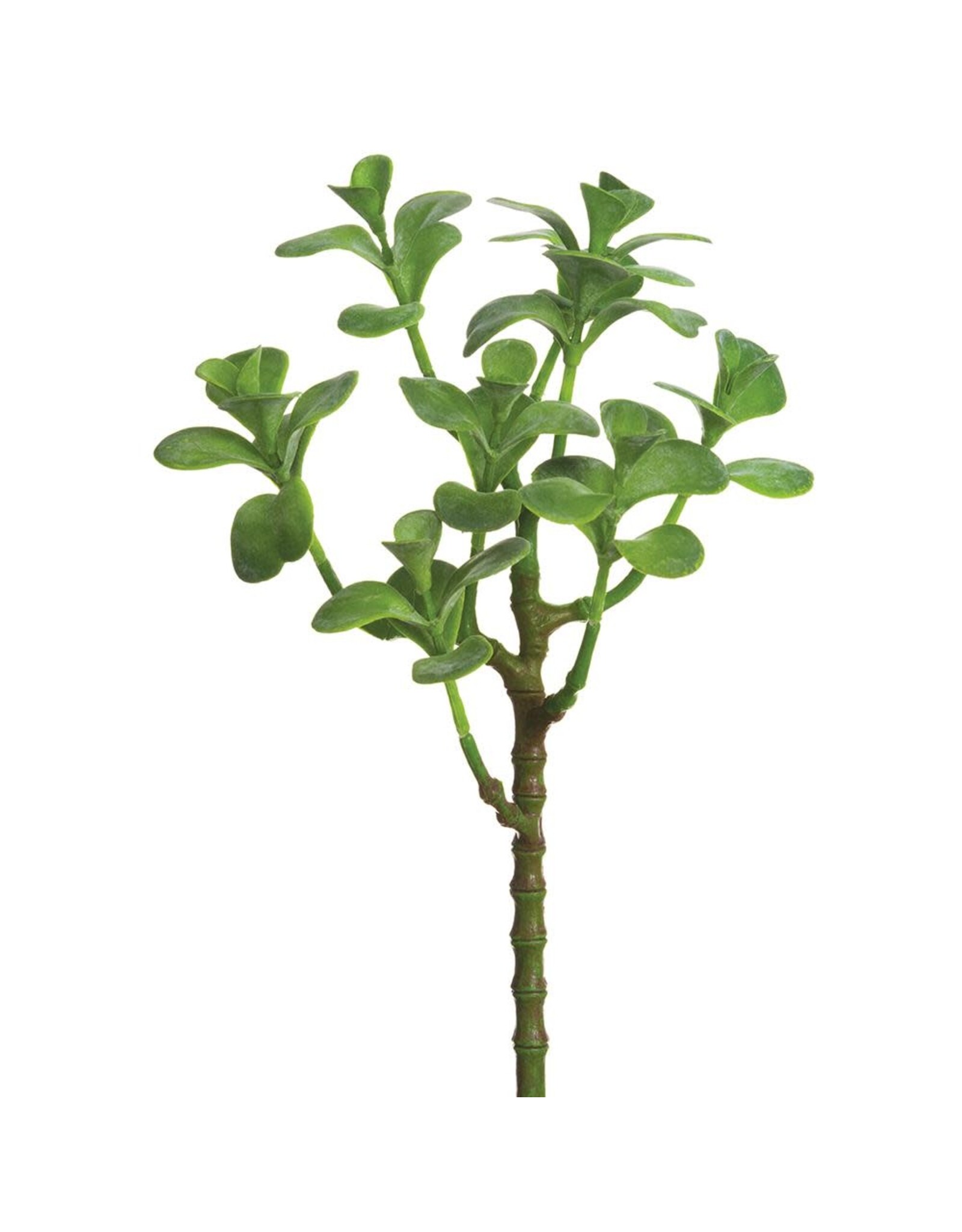 13" Jade Plant Spray  CJ1870-GR
