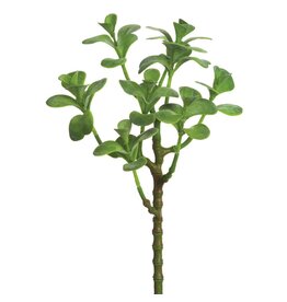 13" Jade Plant Spray  CJ1870-GR