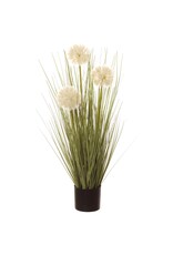 24" Dandelion Grass in Plastic Pot LQG506-WH-GR