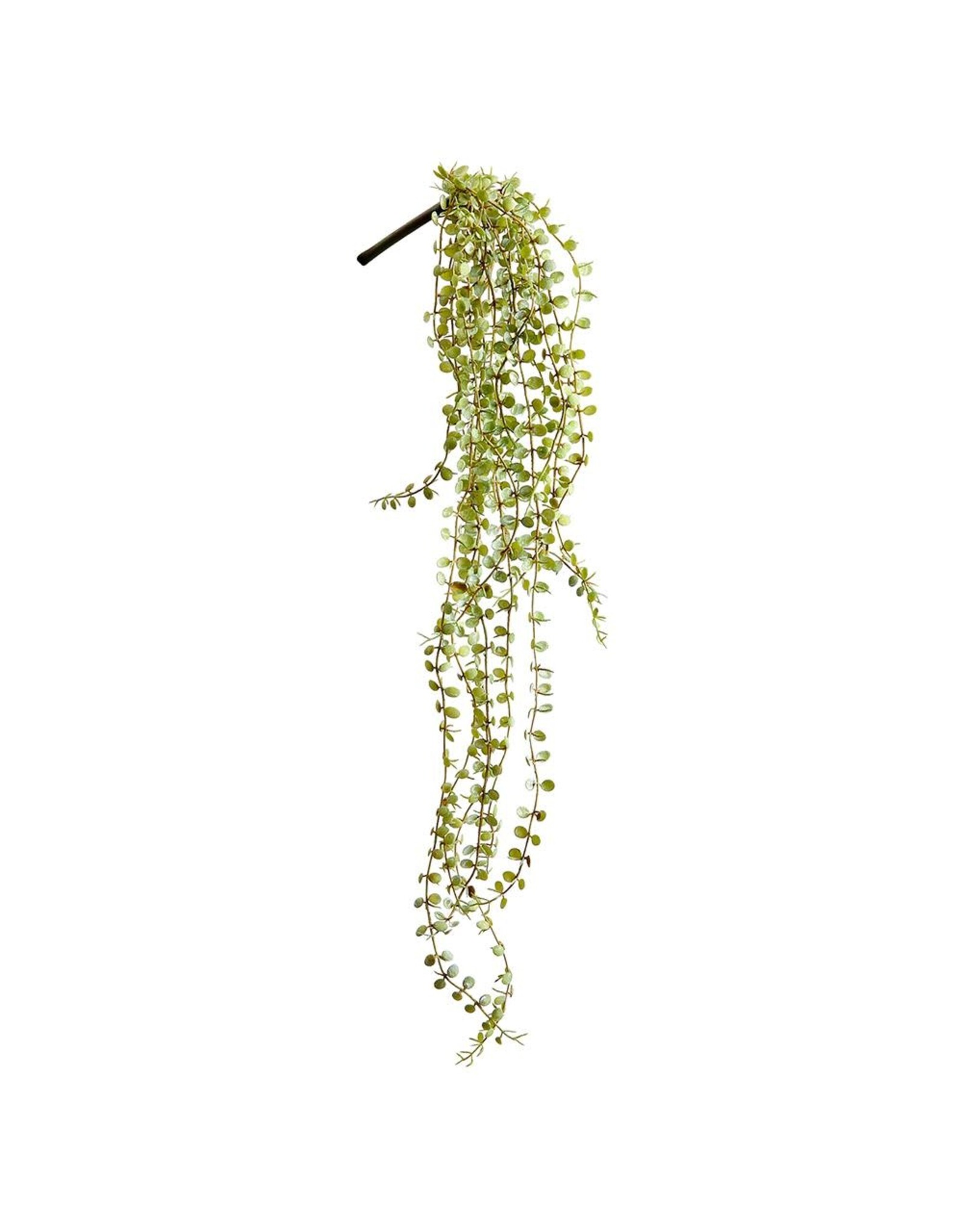 28.5 Button Leaf hanging Bush PBB232