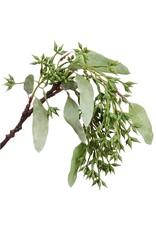 16" Eucalyptus Seed Hanging Spray PSE434-GR-WW