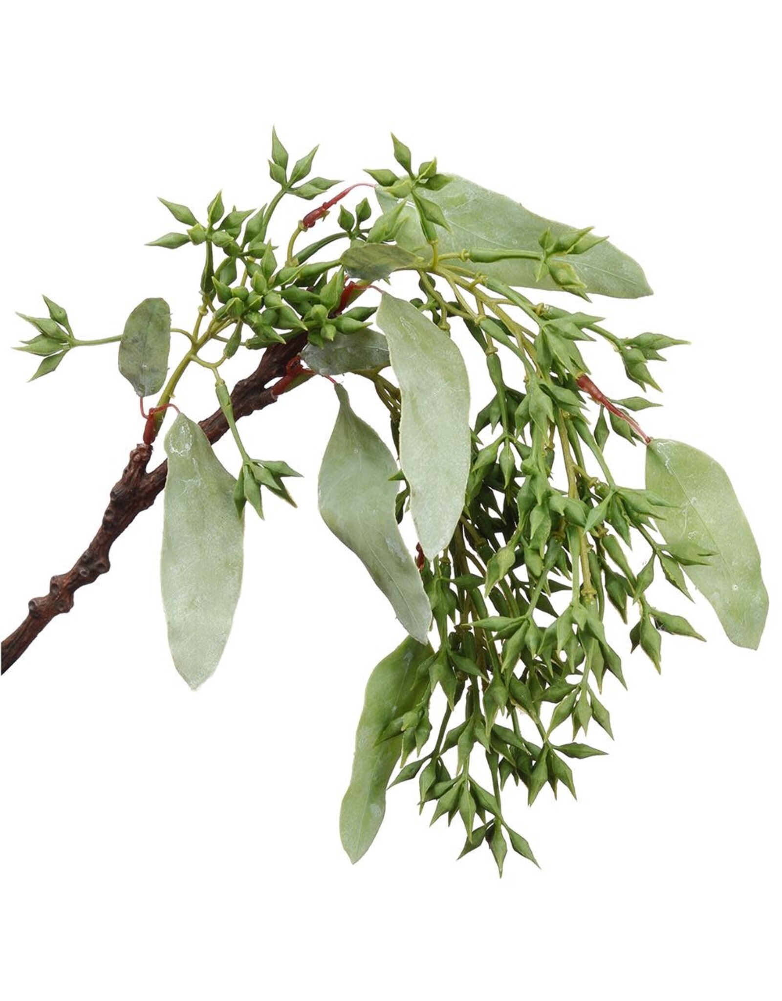 16" Eucalyptus Seed Hanging Spray PSE434-GR-WW