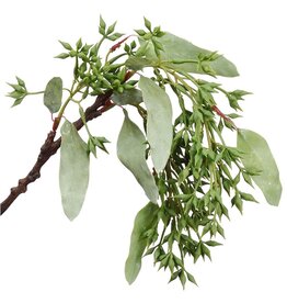 16" Eucalyptus Seed Hanging Spray PSE434-GR-WW