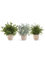Assorted 13 Inch Herb in Terracotta Pot (3 Styles) Each 16315B