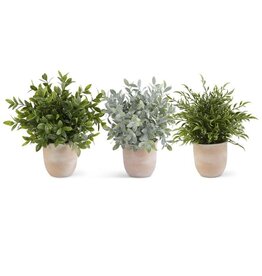 Assorted 13 Inch Herb in Terracotta Pot (3 Styles) Each 16315B