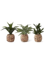 Tropical Foliage Plant in Woven Round Pot 17918A 3 Styles, Each