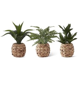Tropical Foliage Plant in Woven Round Pot 17918A 3 Styles, Each