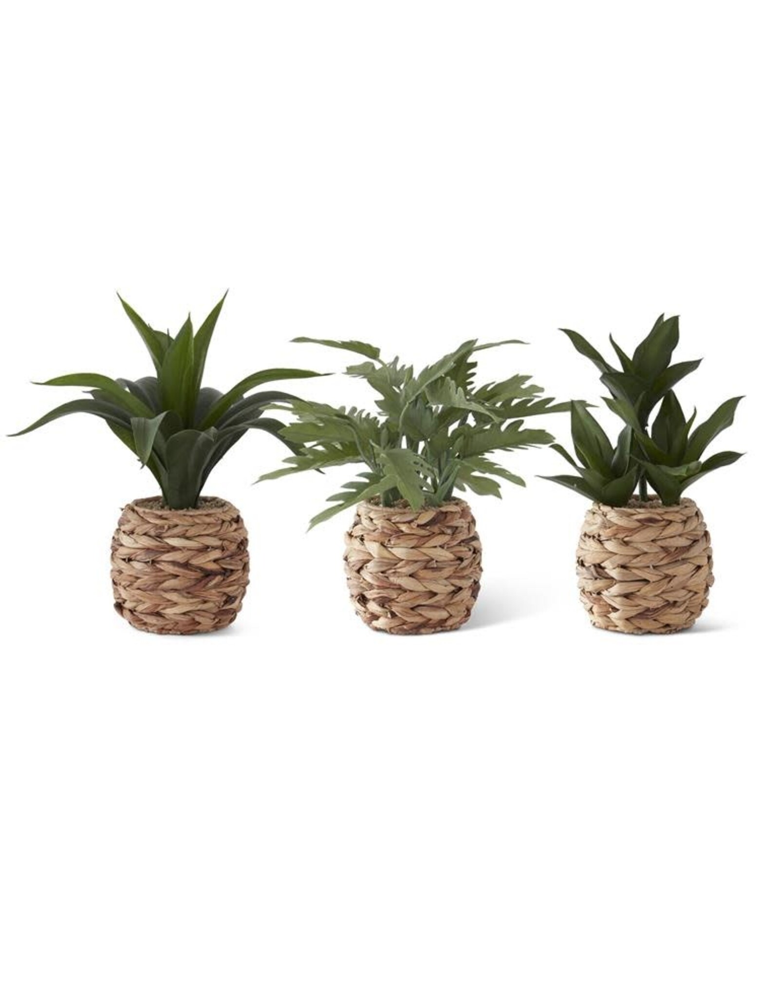 Tropical Foliage Plant in Woven Round Pot 17918A 3 Styles, Each