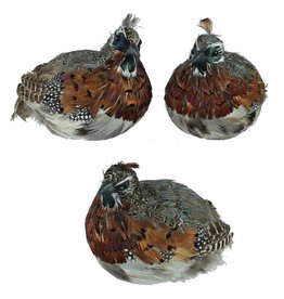 3 ASSORTED 8.5"L FEATHER QUAIL EACH