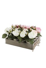 Assorted Roses in Pot 16407a