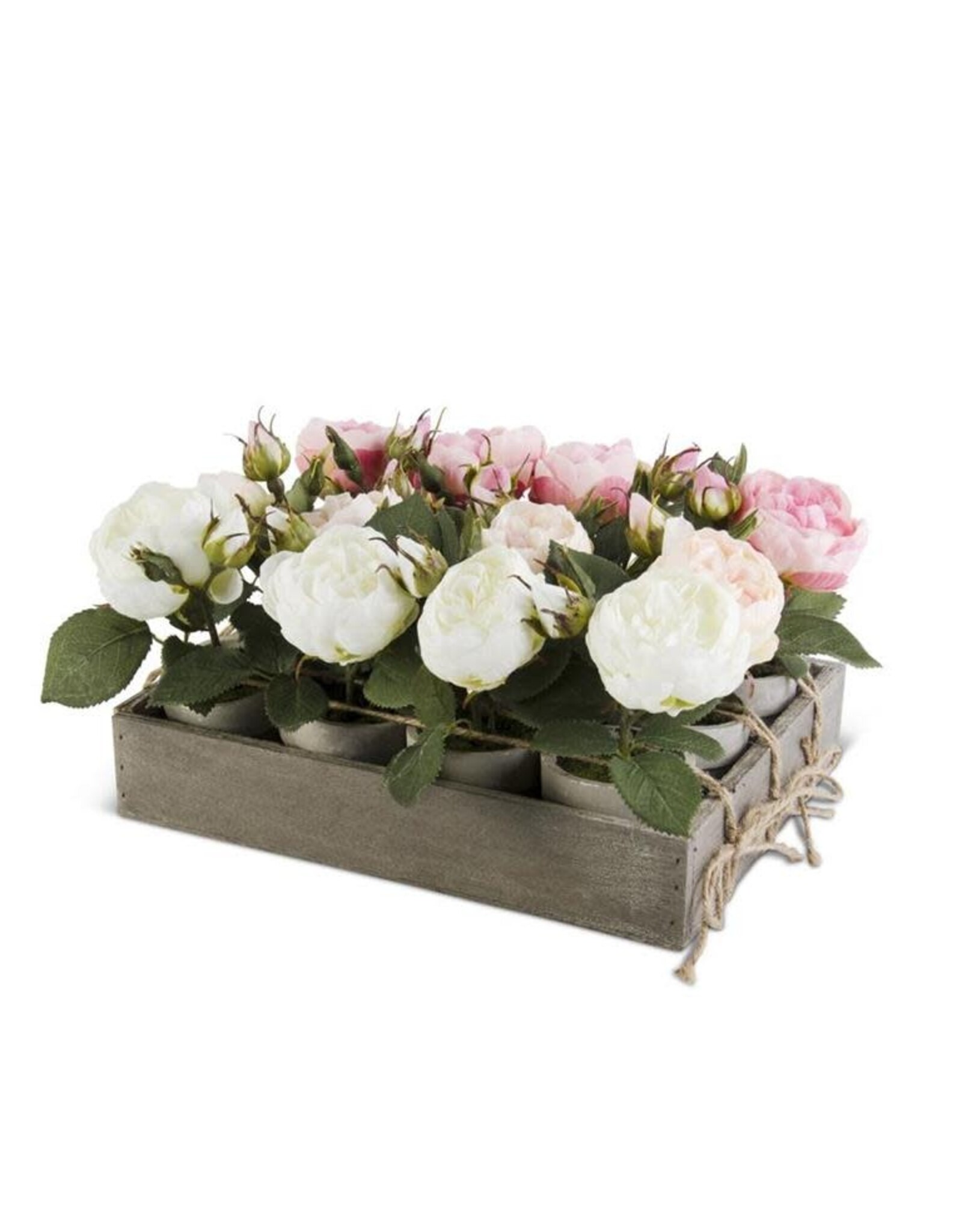 Assorted Roses in Pot 16407a