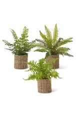 Fern in Woven Basket 3 syles each 18028A