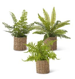 Fern in Woven Basket 3 syles each 18028A