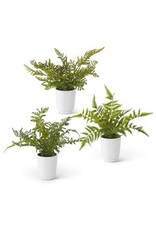 14 Inch Fern in White Ceramic Pot 3 Styles, each 17874A