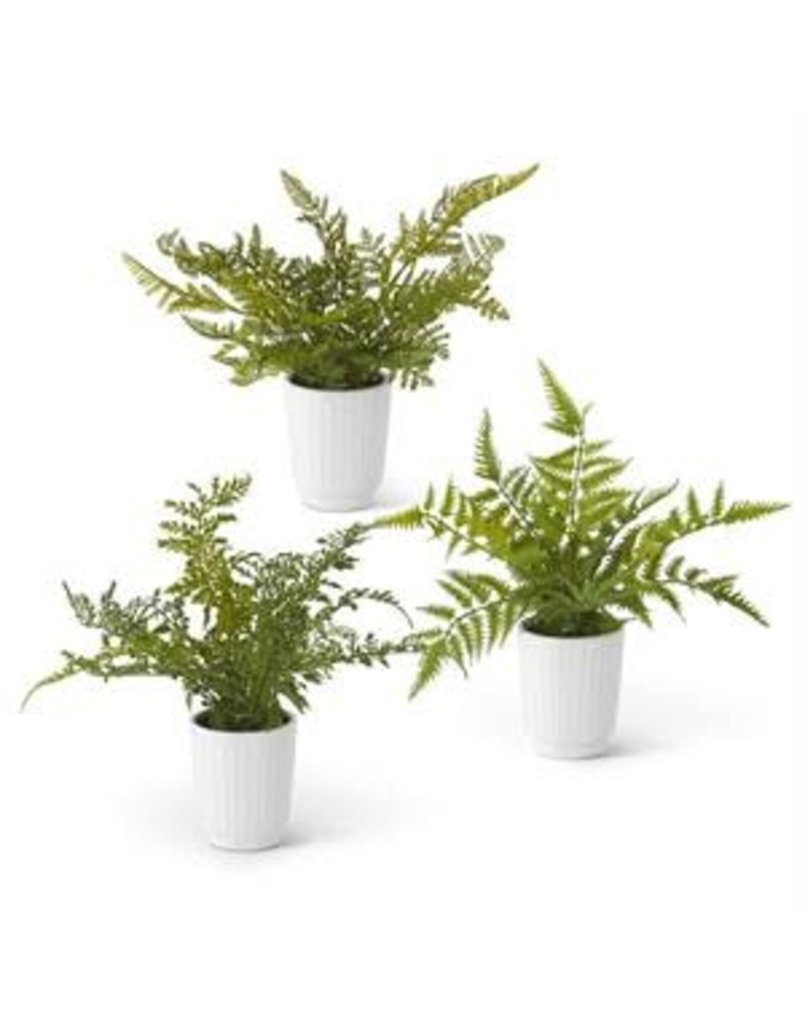 14 Inch Fern in White Ceramic Pot 3 Styles, each 17874A