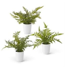 14 Inch Fern in White Ceramic Pot 3 Styles, each 17874A