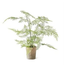21"  Fern in Ceramic Pot 17950A