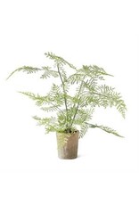 21"  Fern in Ceramic Pot 17950A