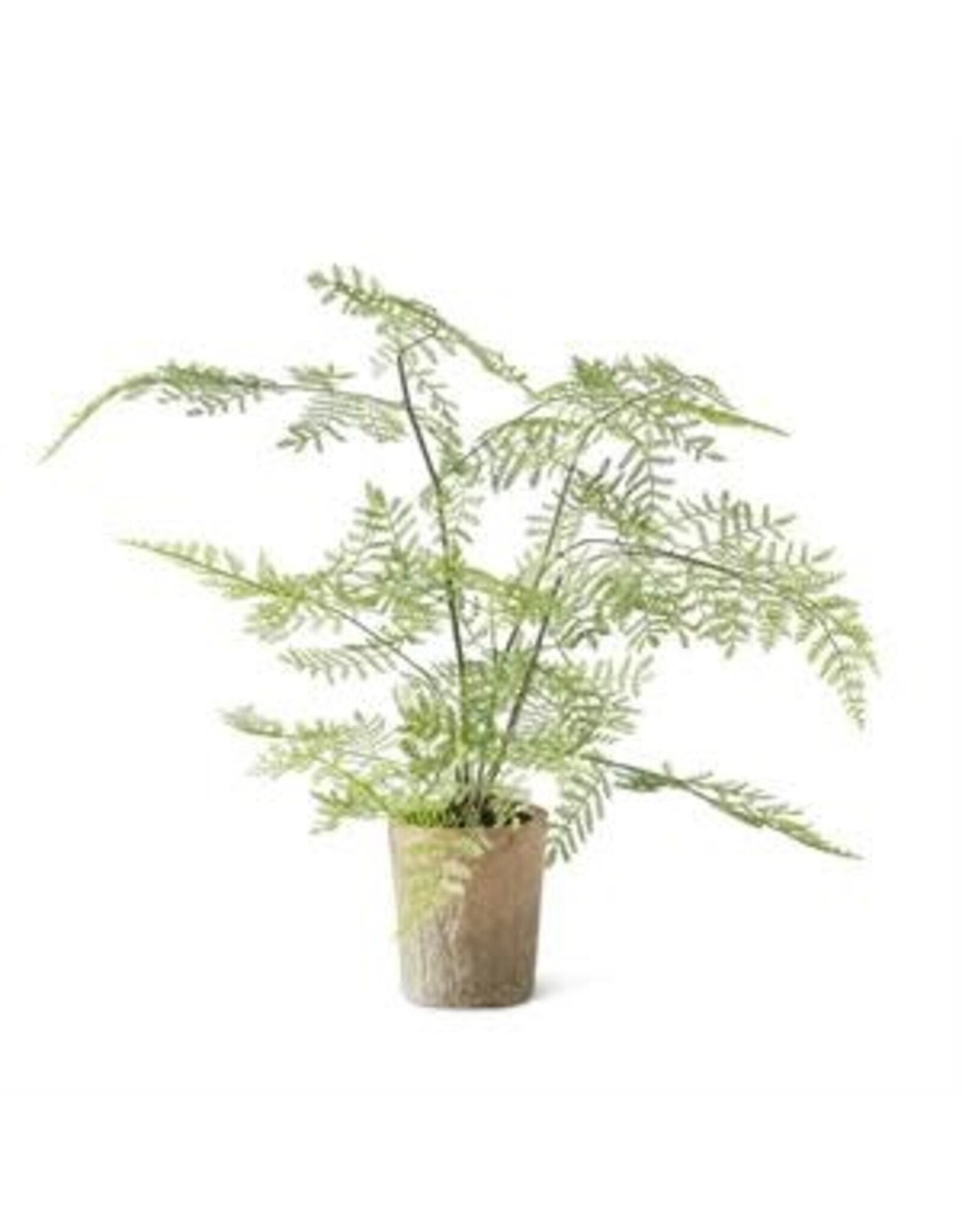 21"  Fern in Ceramic Pot 17950A