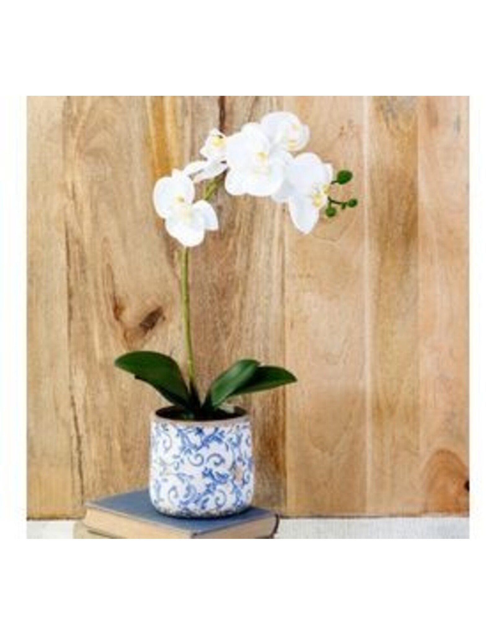 18" WHITE ORCHID IN POT