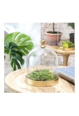 8" GLASS CLOCHE W/ GOLD BASE