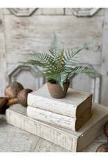 BV5092 8" Hill Gate Pot | Plume Fern