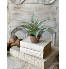 BV5092 8" Hill Gate Pot | Plume Fern
