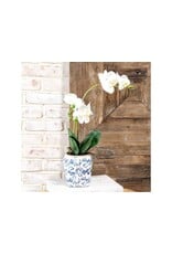 WHITE 2 STEM ORCHID IN POT
