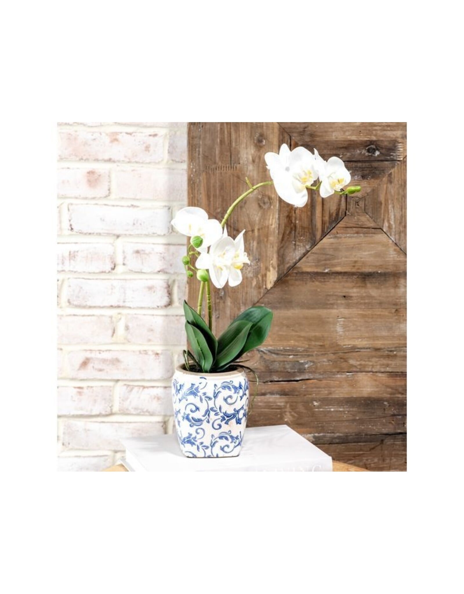 WHITE 2 STEM ORCHID IN POT