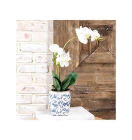 WHITE 2 STEM ORCHID IN POT