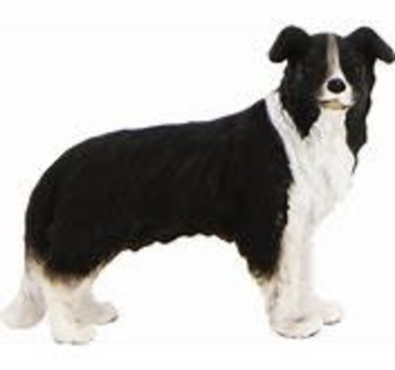 CollectA Border Collie