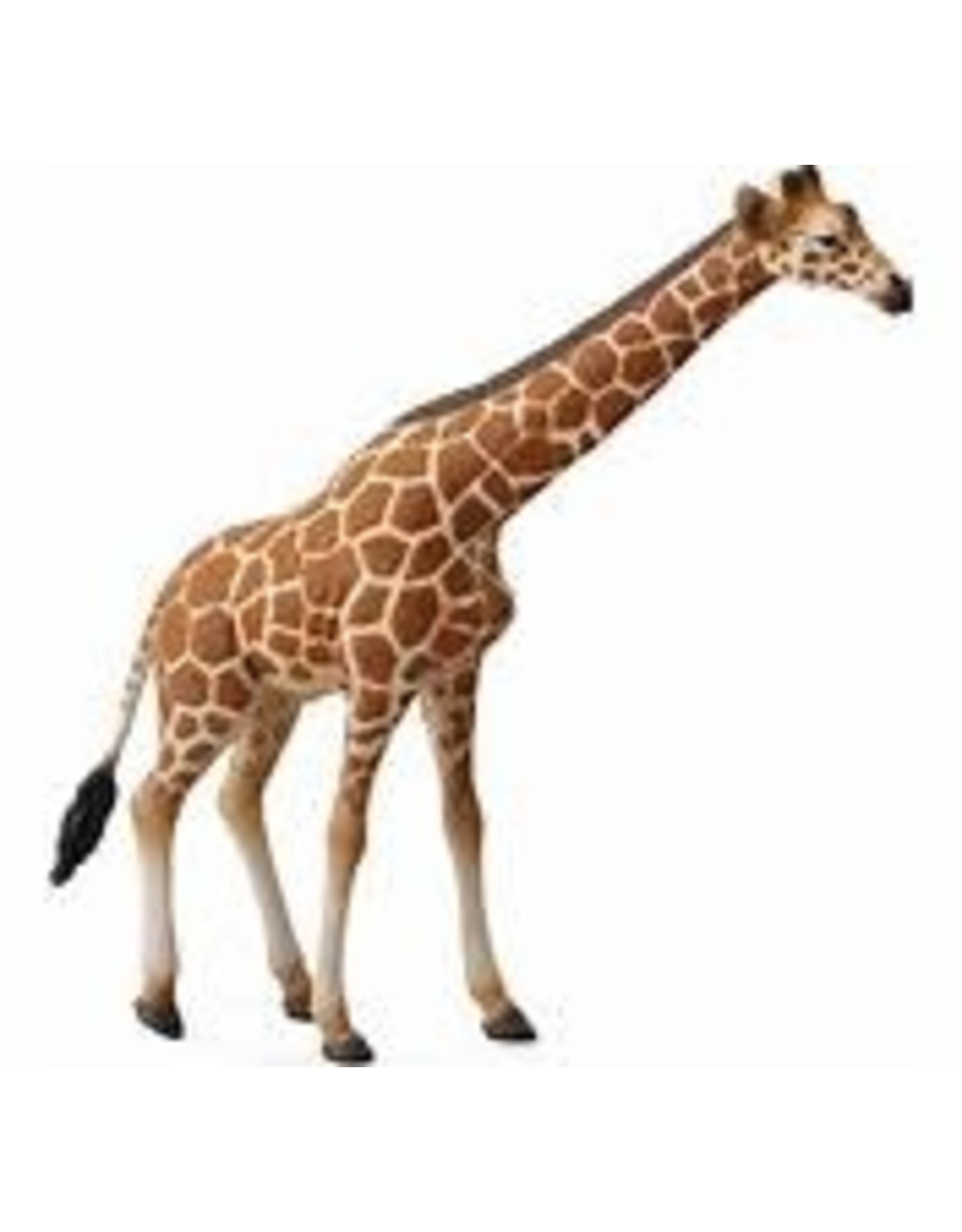 Reticulated Giraffe - PLAYNOW!