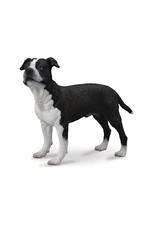CollectA American Staffordshire Terrier