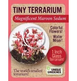Little Gardener Tiny Terrarium Sedum