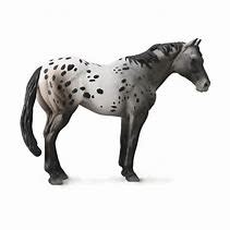 CollectA Appaloosa Blue Roan
