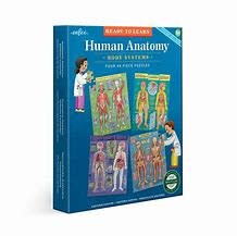 eeBoo Human Anatomy -  set of 4 (48 pcs ea)