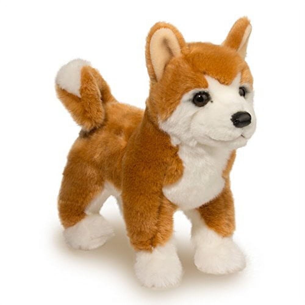 Douglas Dunham Shiba Inu