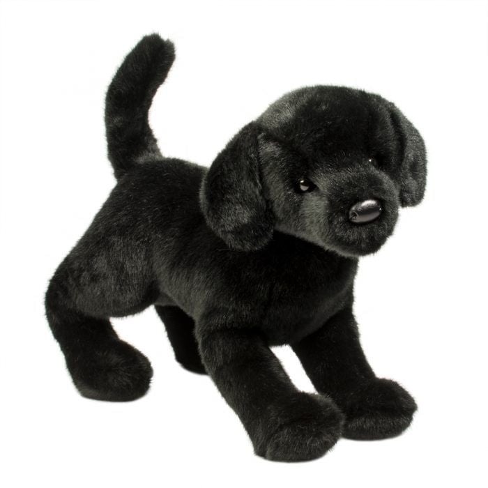 Douglas Chester Black Lab