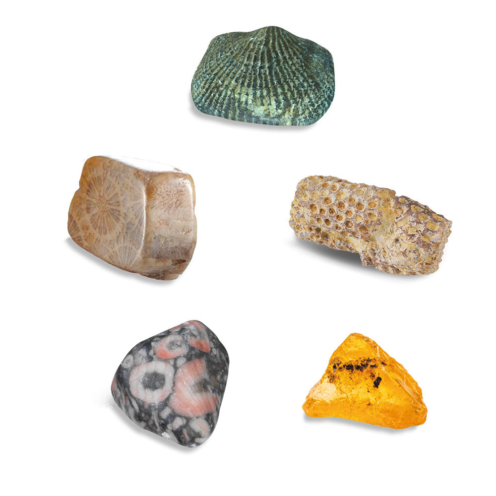 Thames and Kosmos I Dig It! Fossils - Real Fossils Excavation Kit