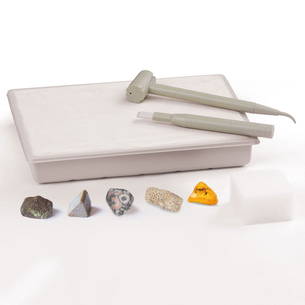 Thames and Kosmos I Dig It! Fossils - Real Fossils Excavation Kit