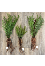 Faux Fern With Exposed Roots