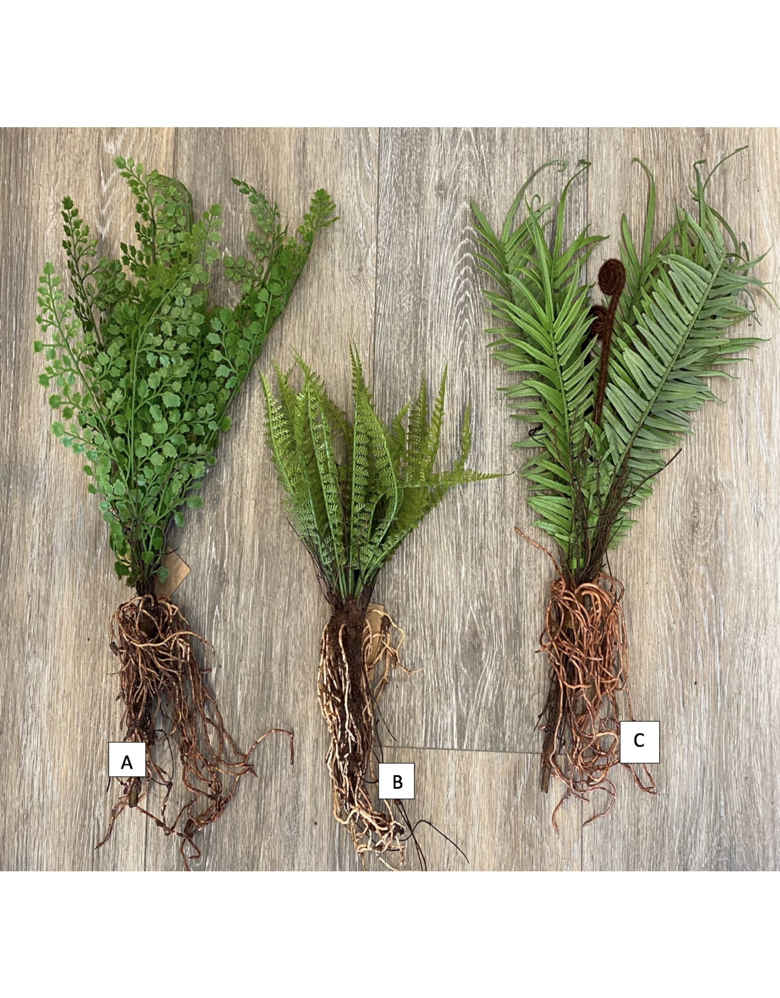Faux Fern With Exposed Roots
