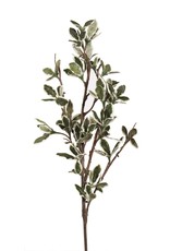 Mistletoe Branch