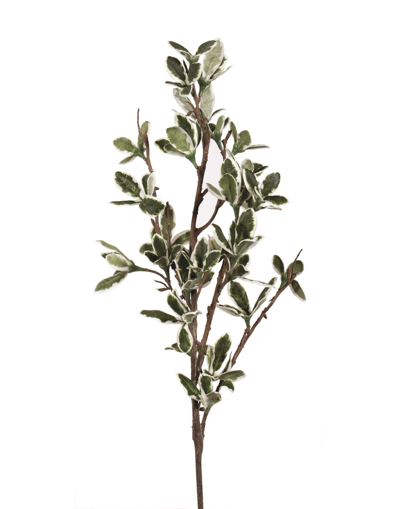 Mistletoe Branch