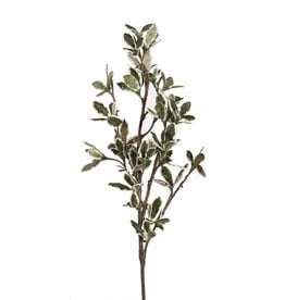 Mistletoe Branch
