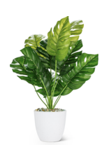 Potted Monstera Plant 16"