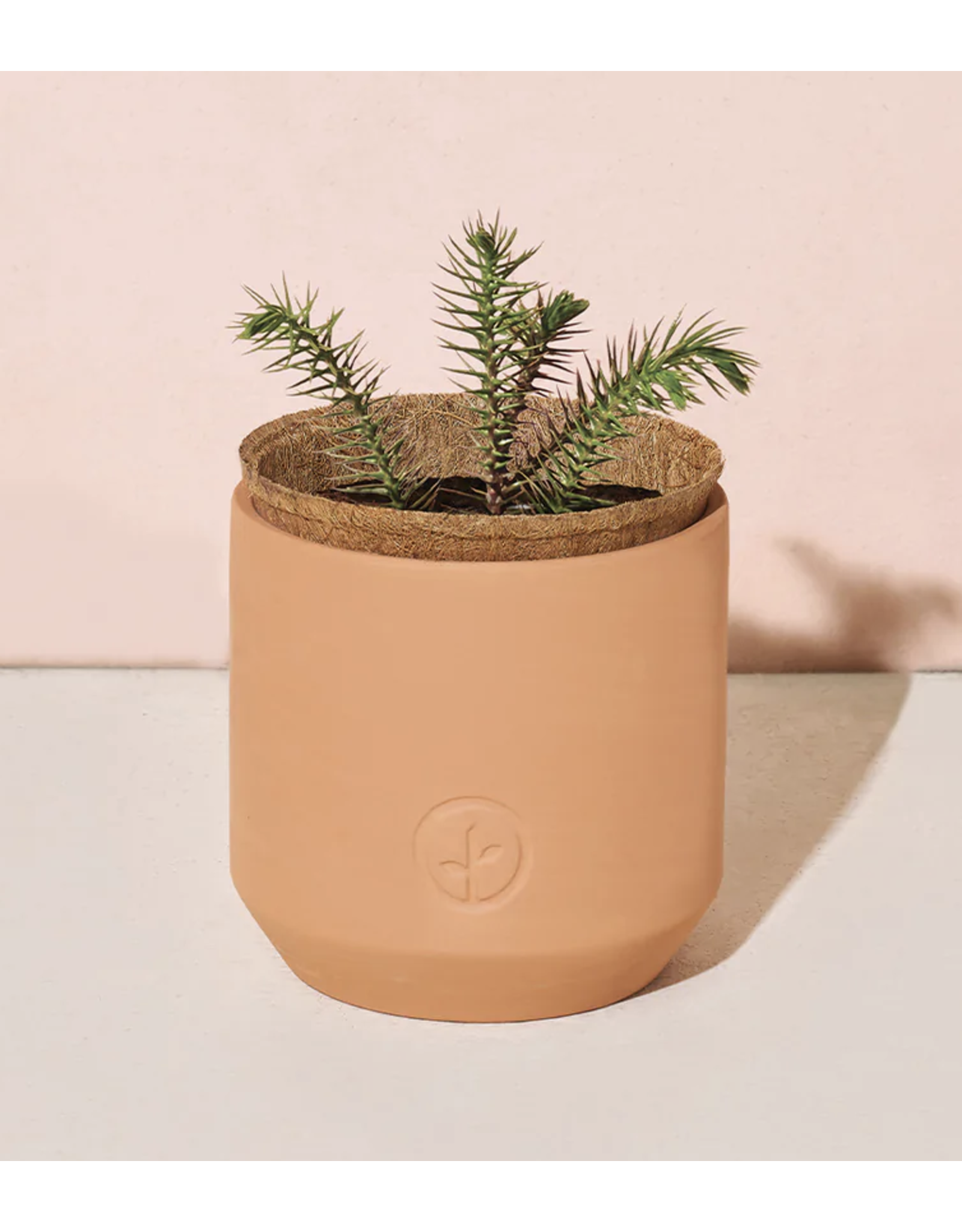 Modern Sprout Tiny Terracotta Kit - Nordic Spruce