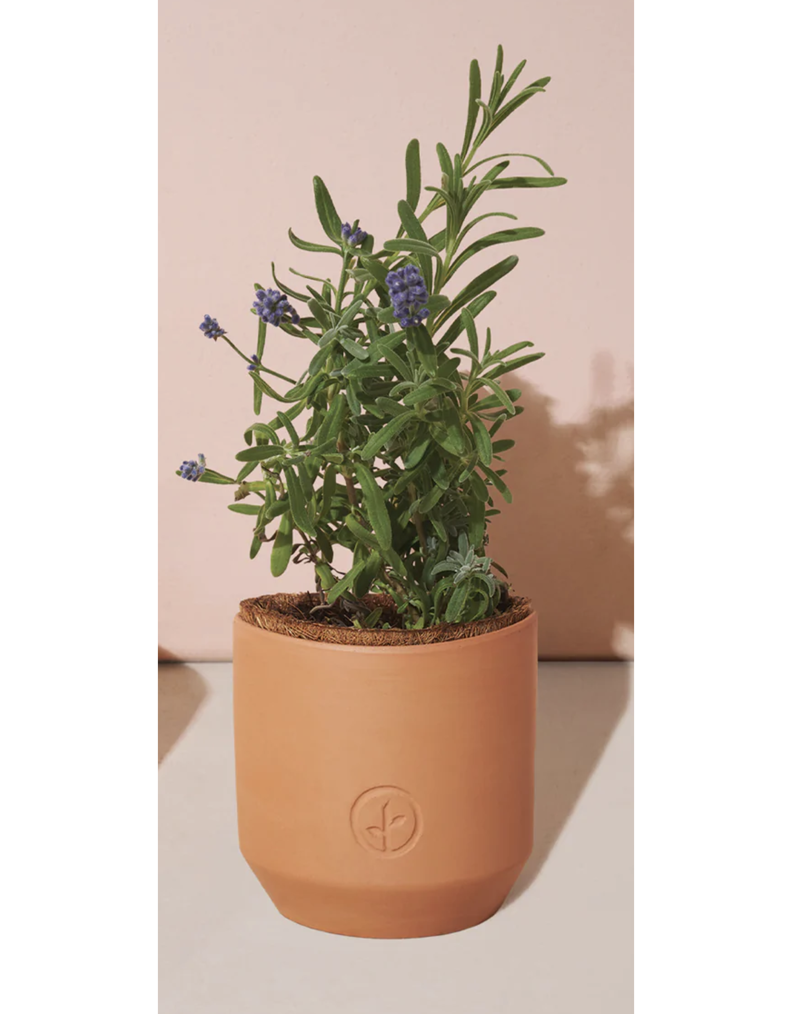 Modern Sprout Tiny Terracotta Kit - Lavender