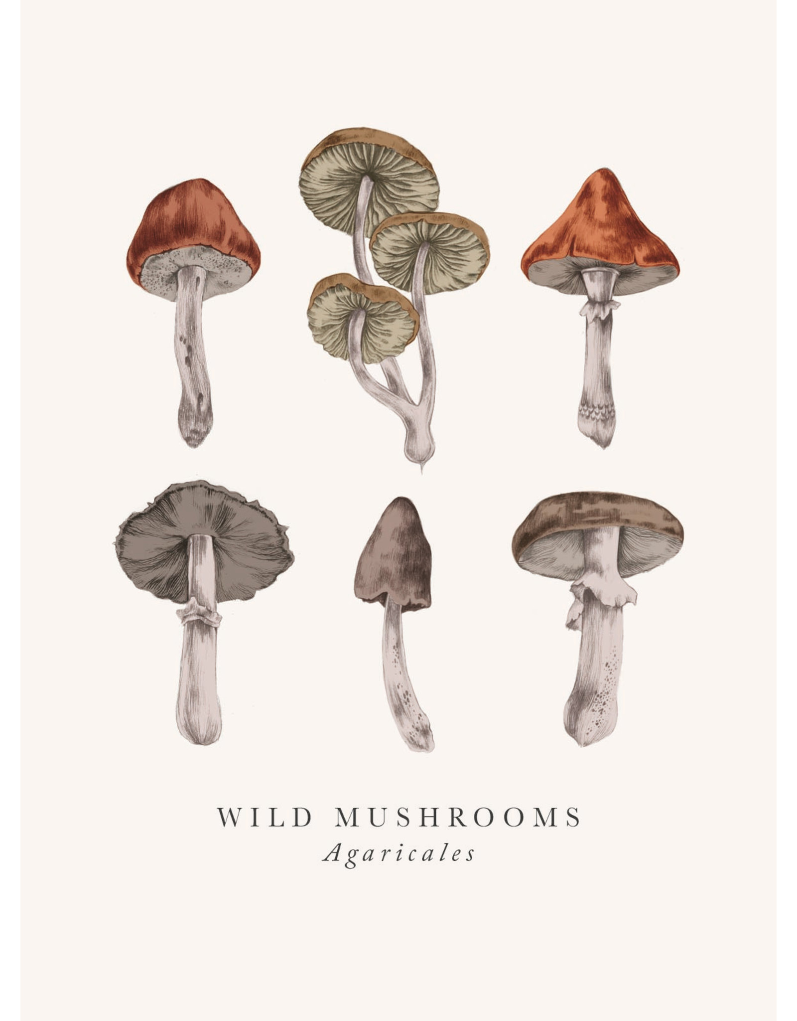 Incognito Distribution Just Because - Wild Mushrooms