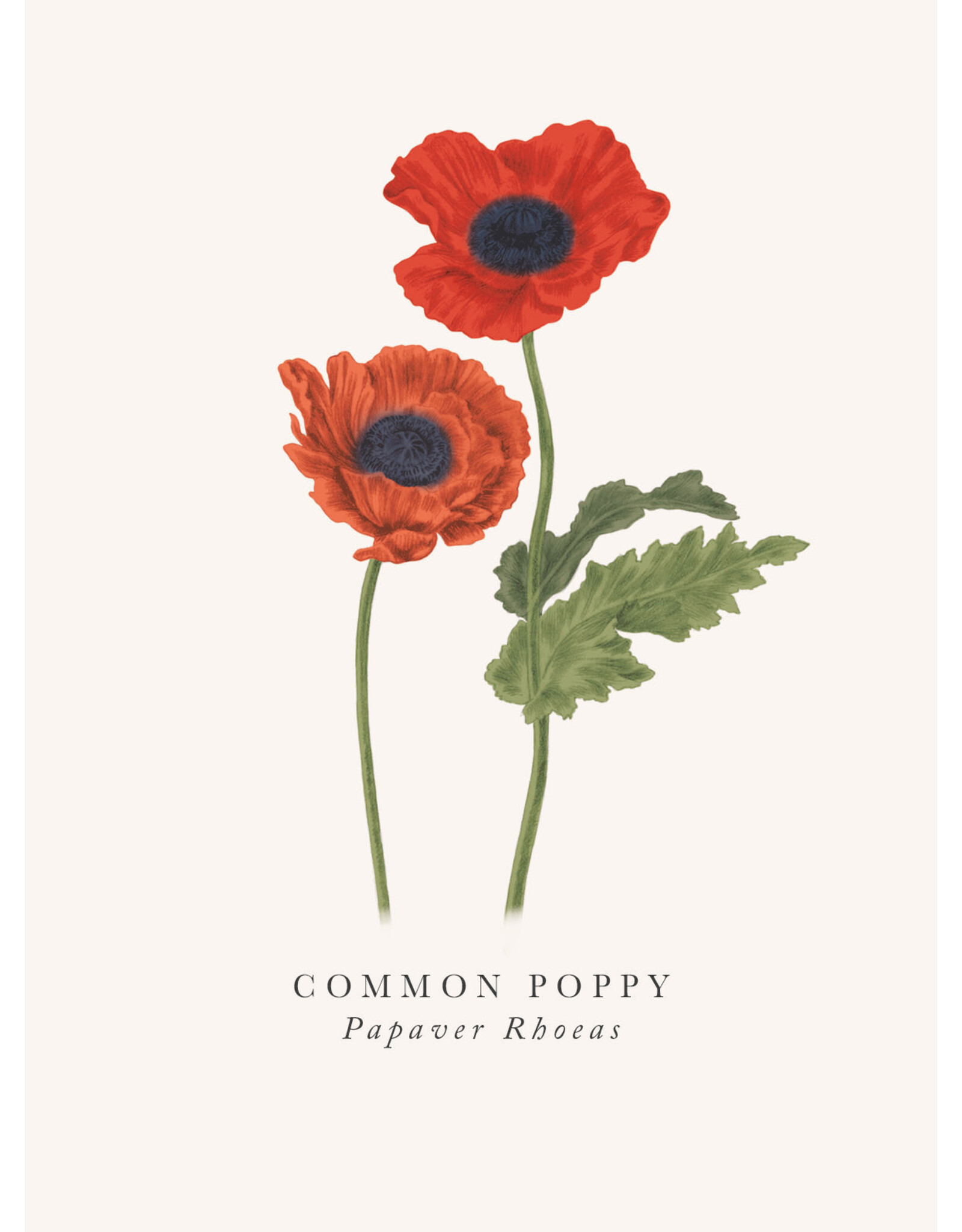 Just Because - Common Poppy